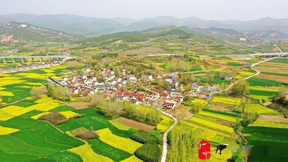 丹江口市石鼓镇贾寨村黄川村油菜花海_家乡_视频_详情