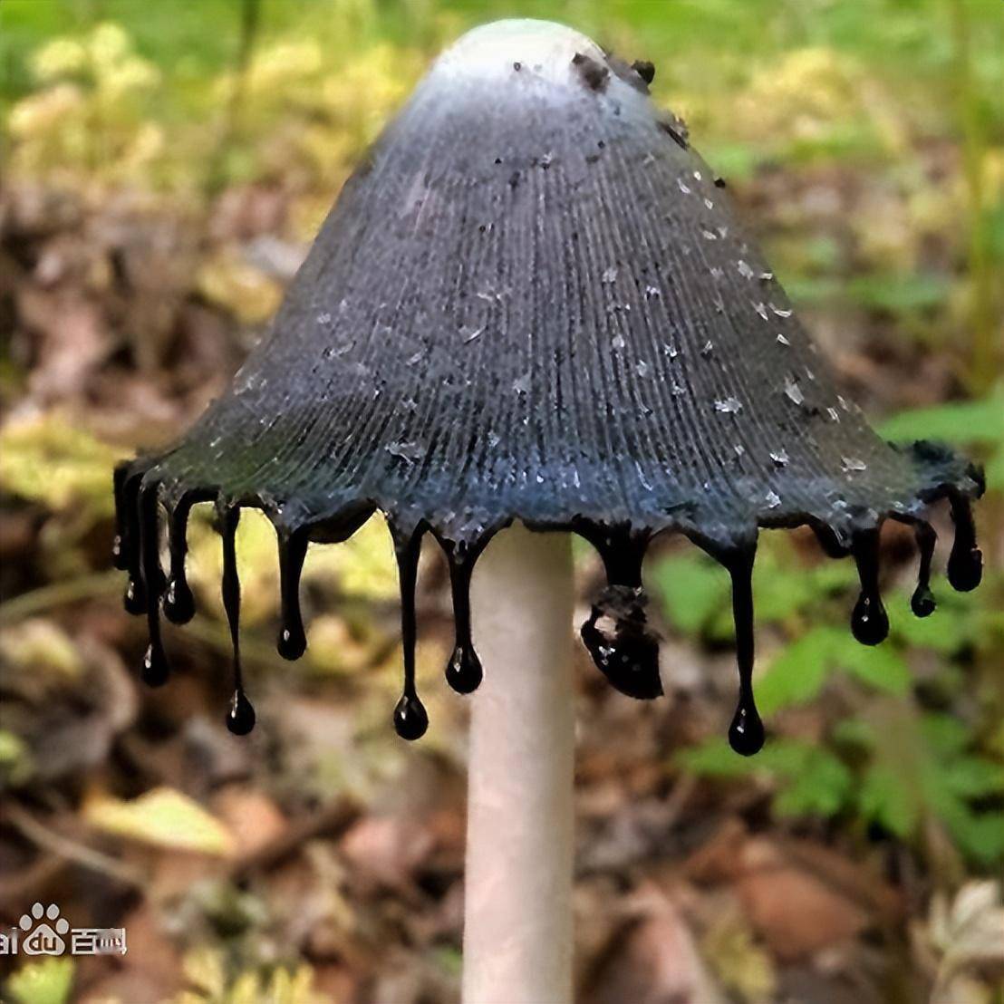 鬼伞家族里有很多种,野外生长的大多是墨汁拟鬼伞(墨汁鬼伞),或者晶粒