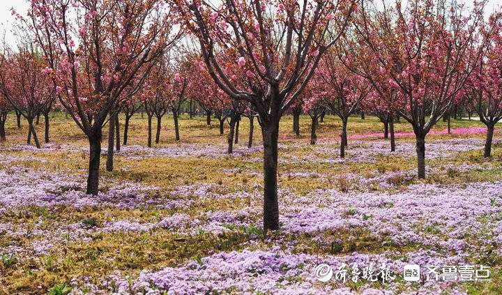 章丘两千多亩樱花开了！泉城百花园第二届樱花节今日开幕