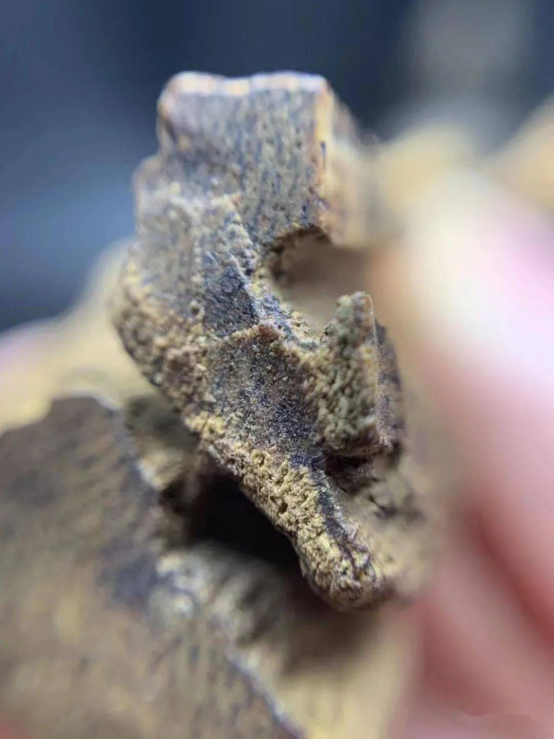 红土熟结棋楠横切面,全部醇化为油脂呈蜂蜜色.