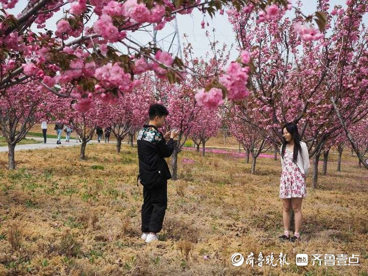 章丘两千多亩樱花开了！泉城百花园第二届樱花节今日开幕