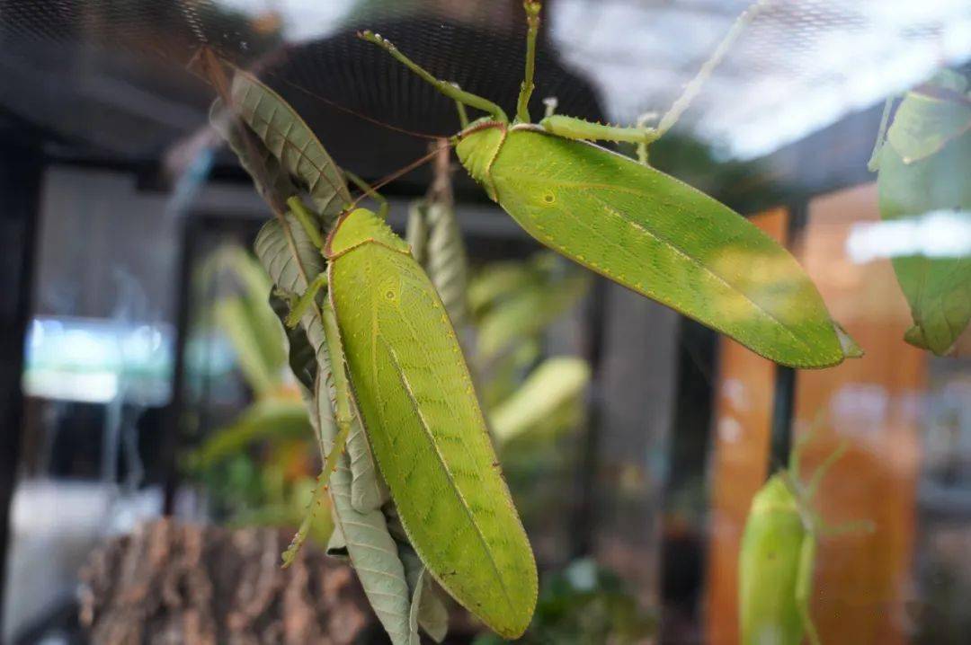 森林自然教育-拾趣篇|会学鸟叫的昆虫——巨拟叶螽