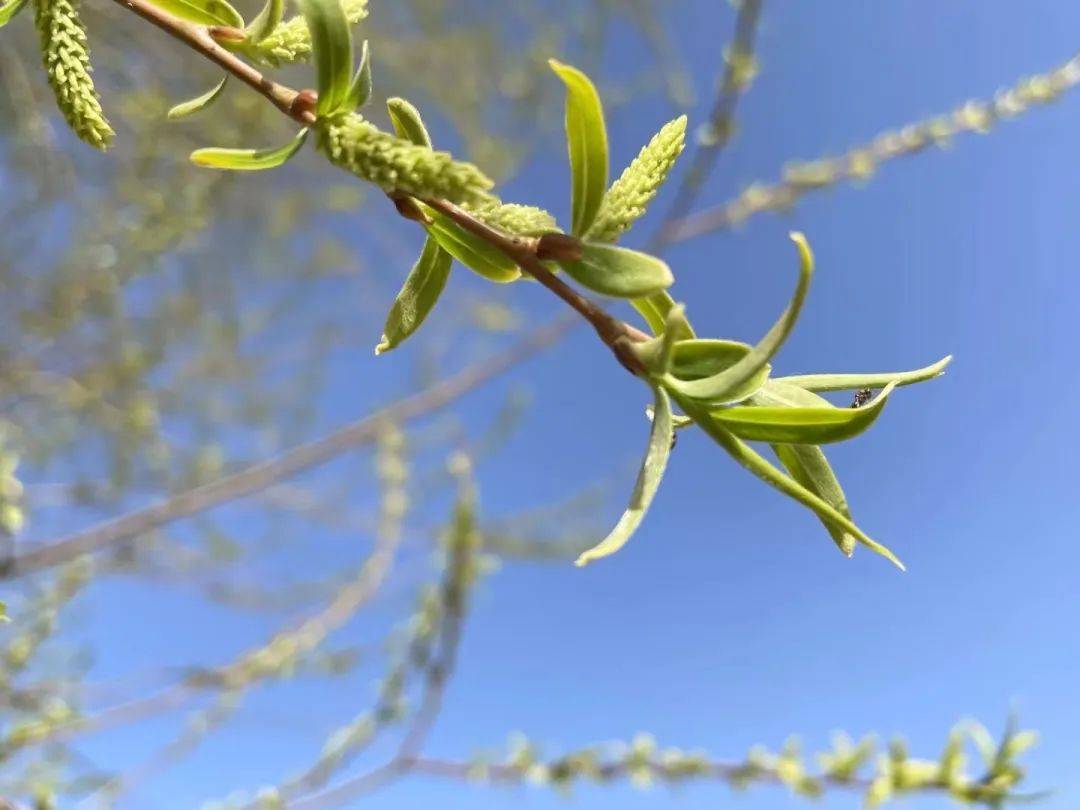 植绿人的戍守