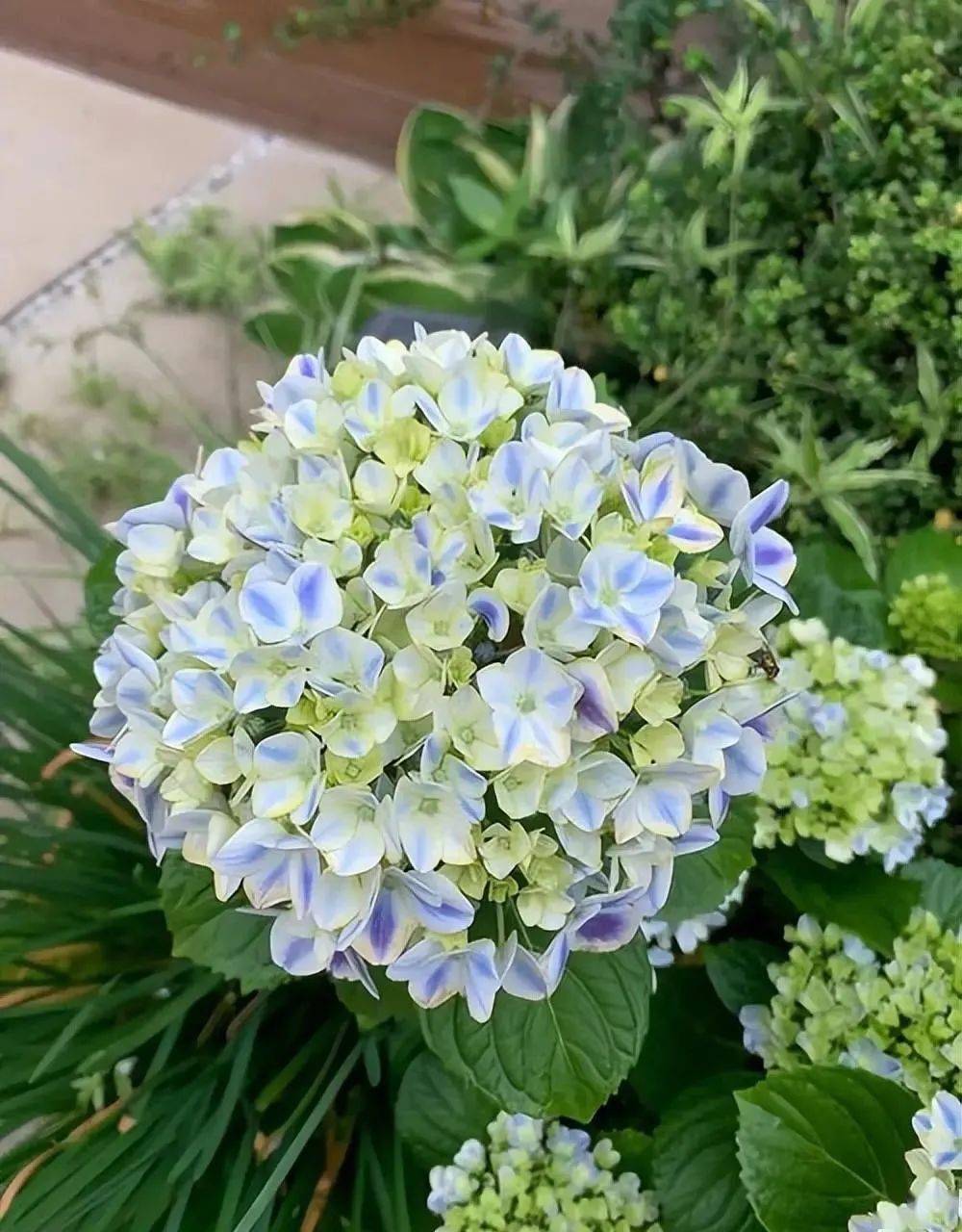 春天怎么养护绣球花?