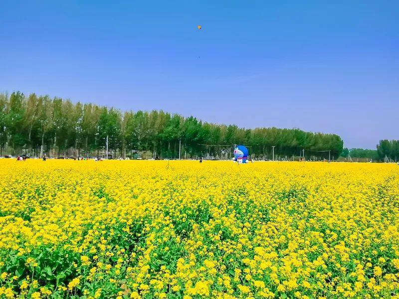 怪村油菜花海图片