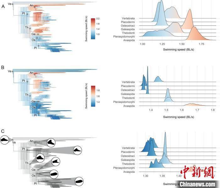 早期鱼类泅水速度若何演化？4.1亿年前九尾狐团鱼化石研究揭秘