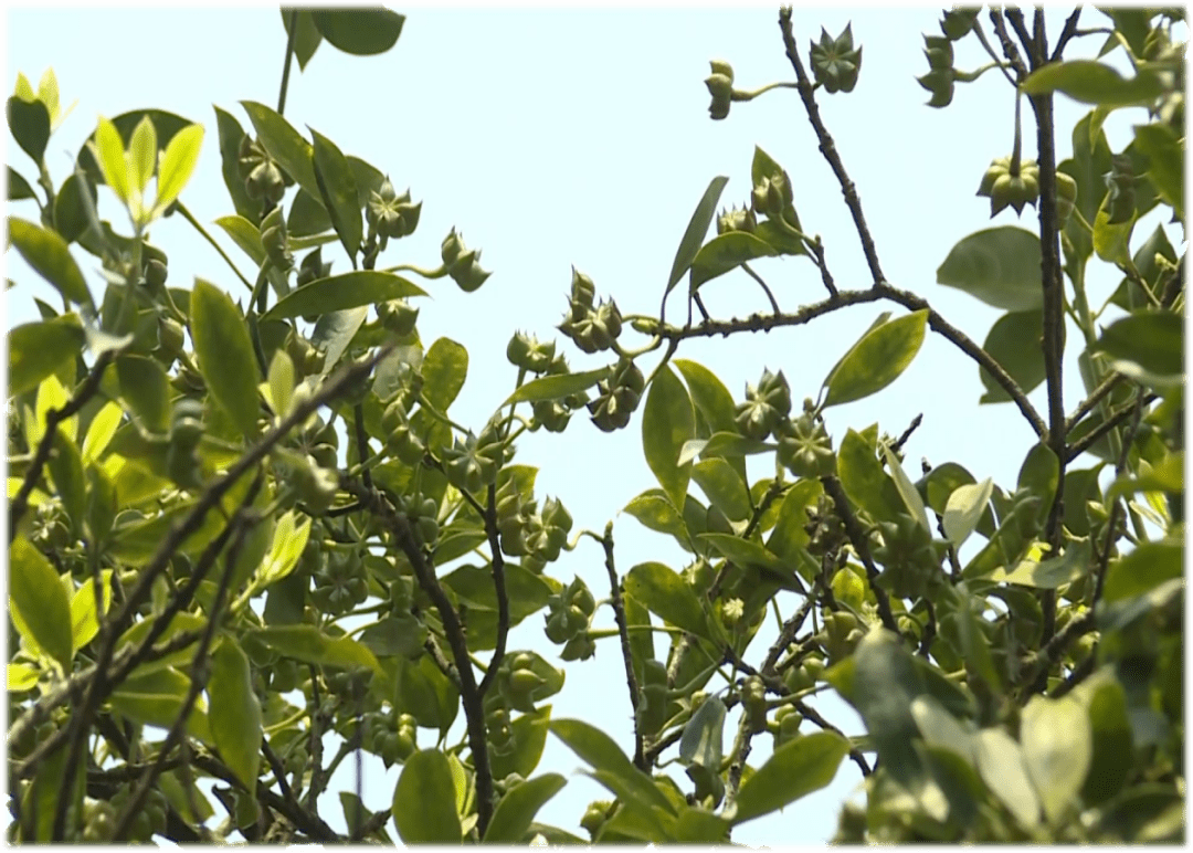 文山州八县(市)树,花"齐现身"_马关县_精神_人民