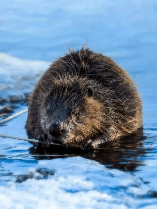 "万物有灵",蒙新河狸新家园计划:保护大自然,这是我们的选择与行动