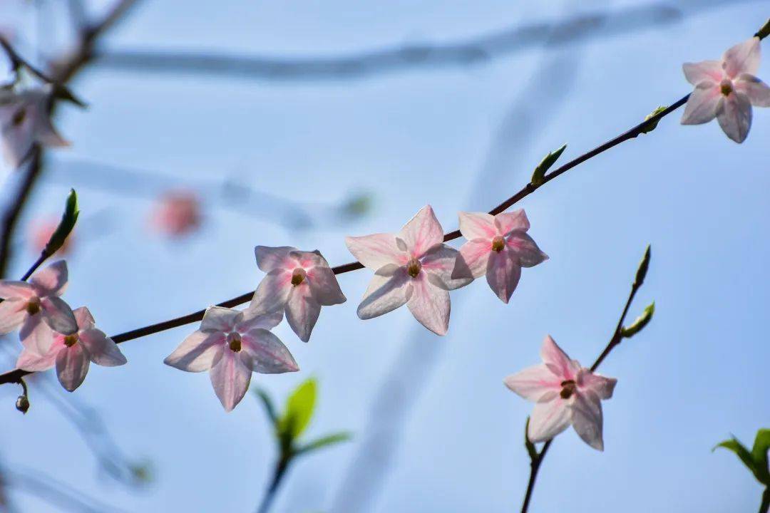 陀螺果花图片