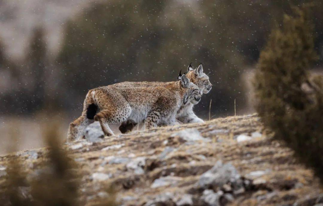 在昂赛,对视中国的野生大猫_格莱_猞猁_雪豹