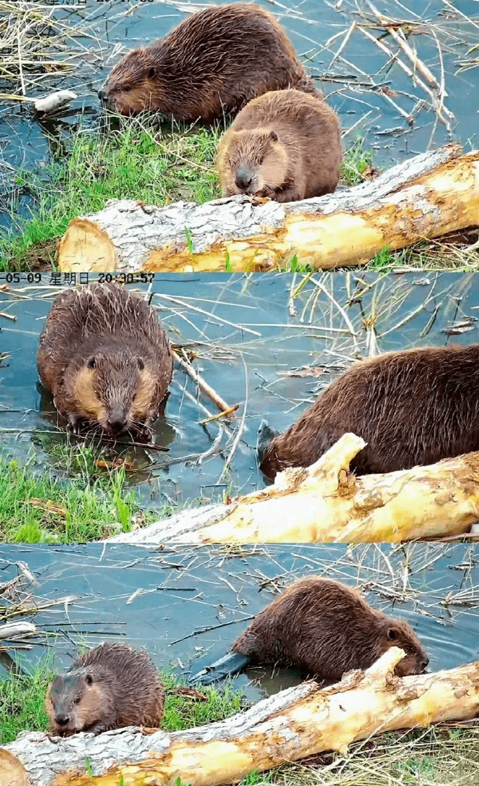 "河狸公主初雯雯:每个人都有可能成为自然保护者