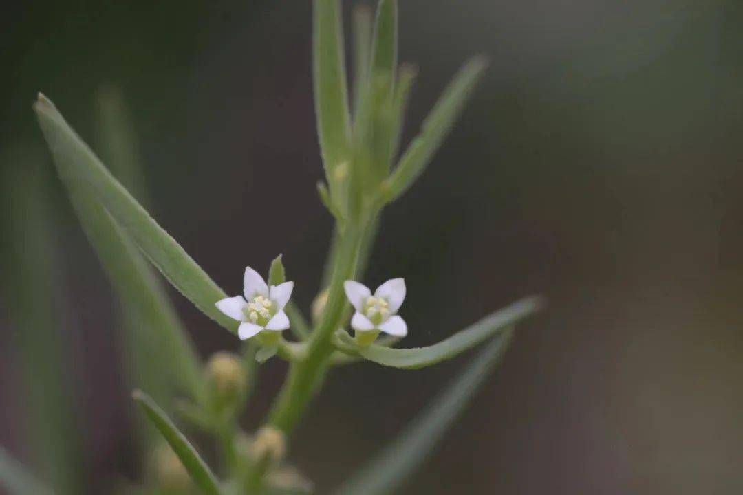 滴水岩植物图集(三)_卢梭_陵菜_遐想