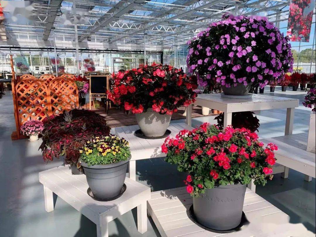 上海市崇明区人民政府,上海市农业科学院,2023上海(国际)花展组委会的