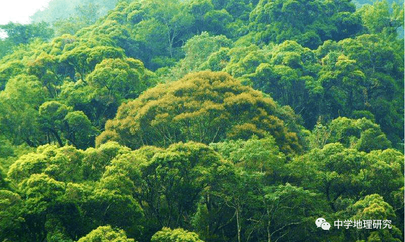 优熊针叶林照片图片