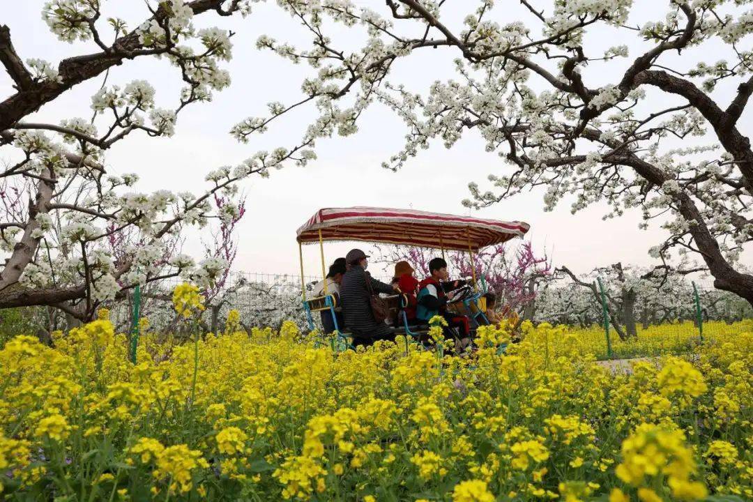 游客在晋州市周家庄乡农业特色观光园油菜花观赏区游玩