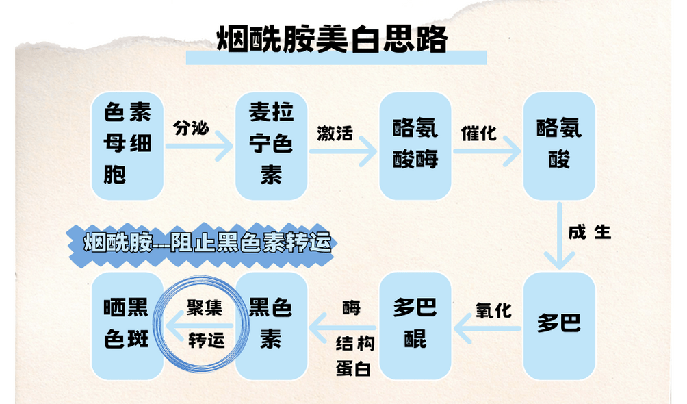 烟酰胺被误解的一生._黑色素_成分_功效