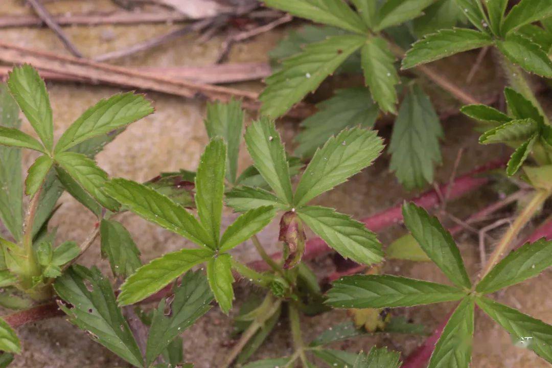 滴水岩植物图集(三)_卢梭_陵菜_遐想