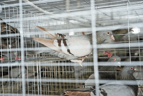 "虽然辛苦,但我习惯了,听着咕咕的鸽子叫声,捡起一枚枚小小鸽蛋