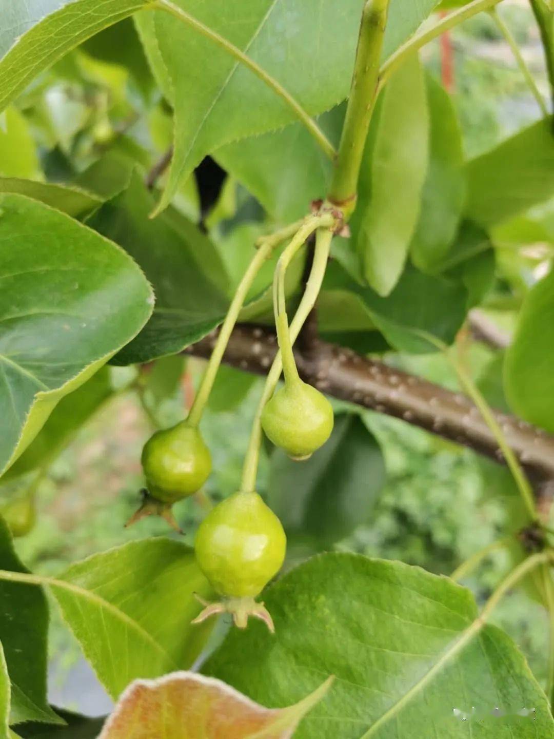 主要的目的是预防果实病害,要确保幼果不被病虫害侵染,不能有药害,不