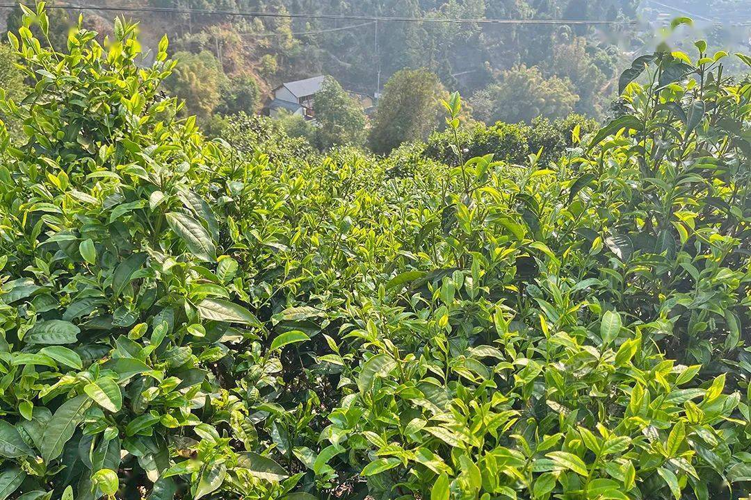 保山| 漭水:春到茶山采茶忙_茶叶_黄家寨_茶树