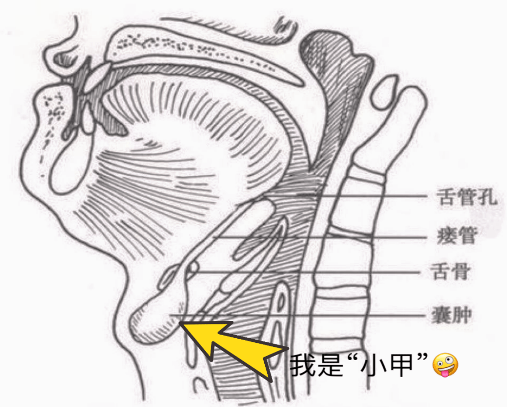 甲状舌管解剖图片