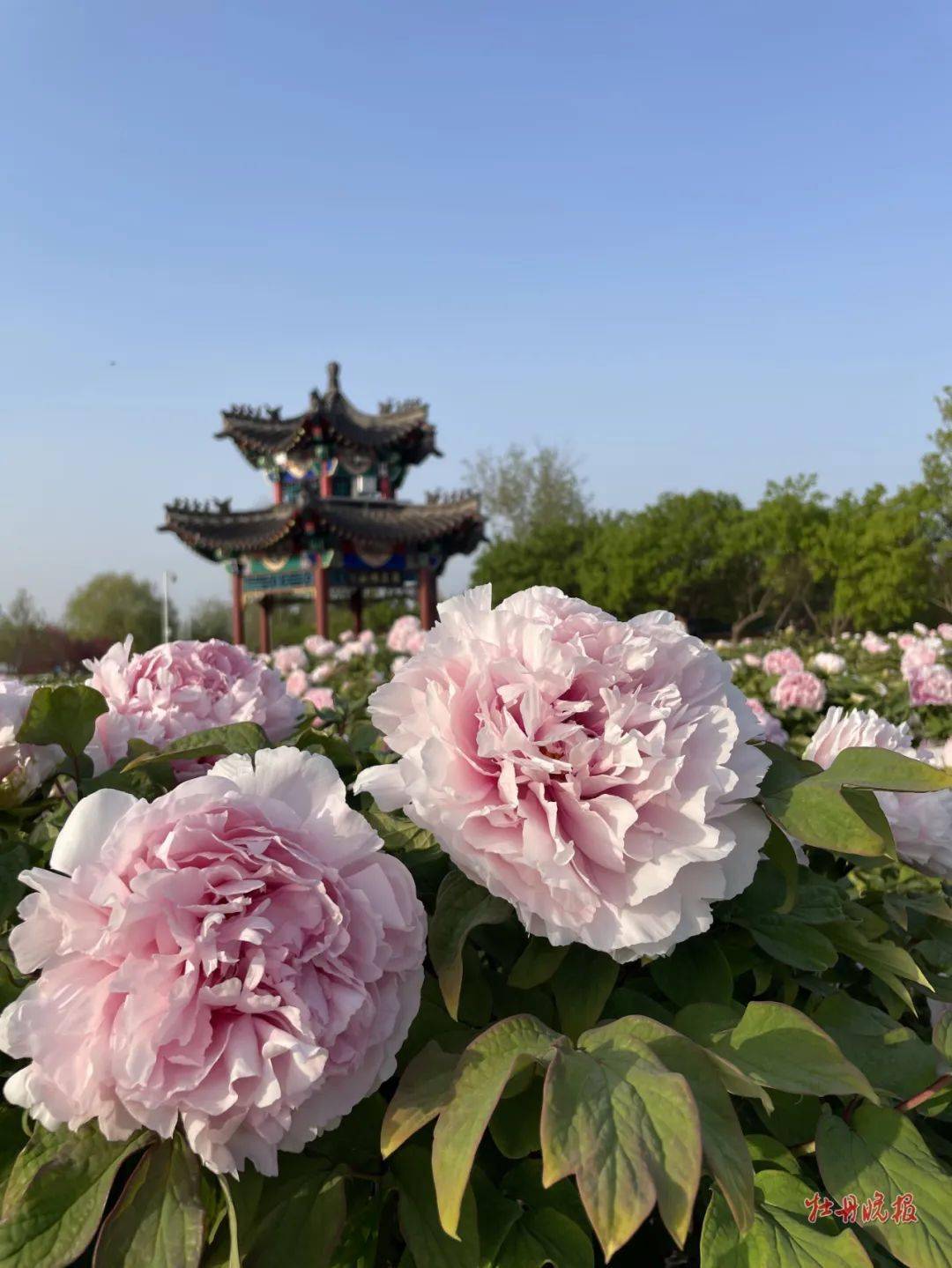 古今园,天香公园等菏泽牡丹观赏景区海内外游客云集曹州牡丹园,中国