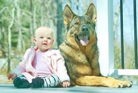 警犬下班之后，居然爱在家带孩子，主人：它比妈妈还温柔！