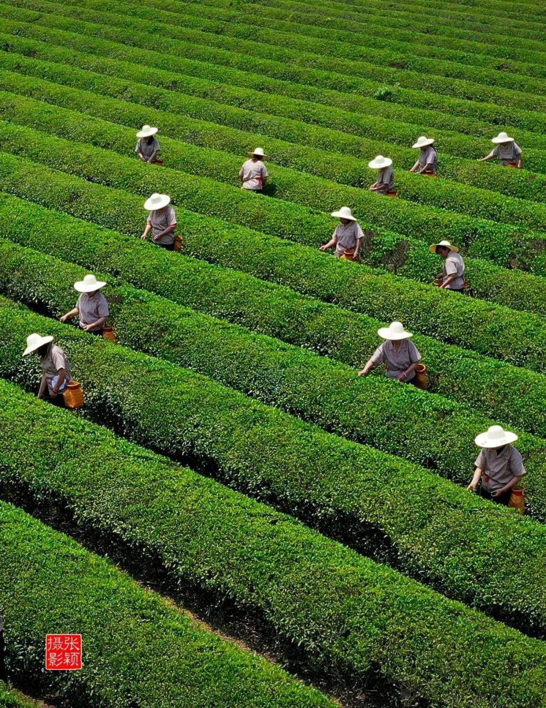 仙游的春天在这里邂逅!_金溪村_茶叶_生活