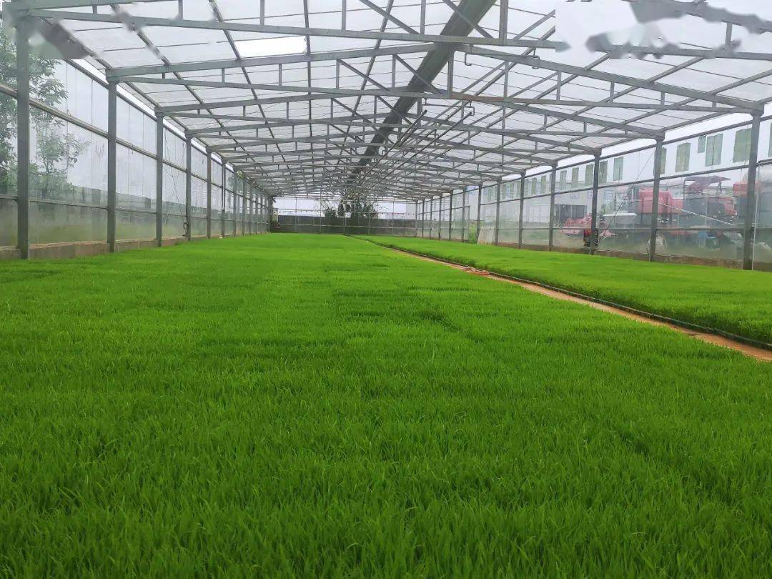 祝钦富在鄱阳,余干县调研水稻工厂化育秧工作_中心_机械化_建设
