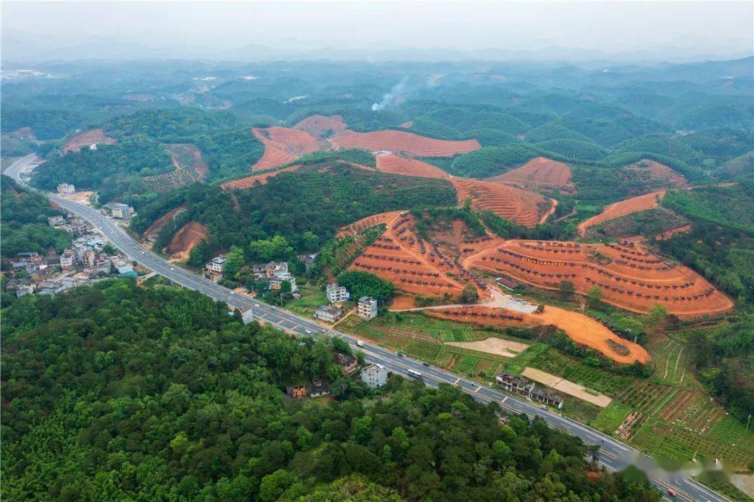 浦北这里有个万亩大红柑核心示范区,你们知道吗?_产业_陈皮_龙门镇