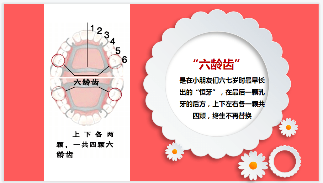 什么是六龄齿?