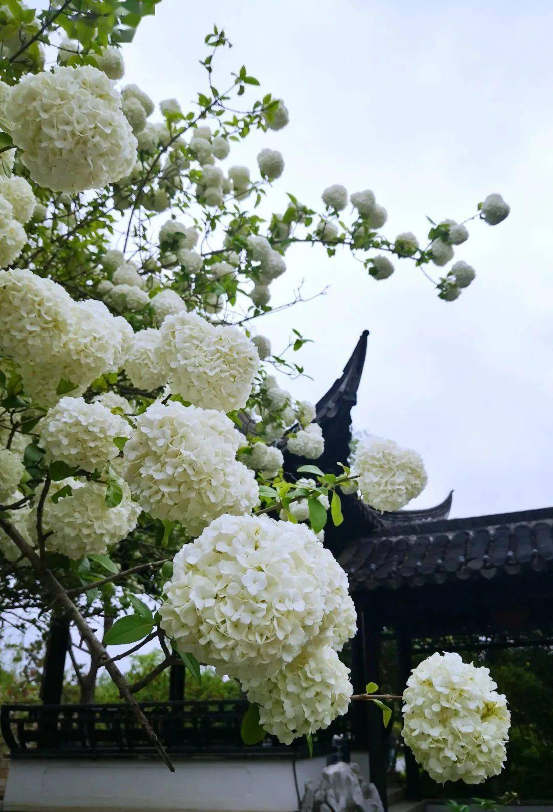 春日打卡 | 敢问扬州春几许,湖畔琼枝玉蕊新!_琼花_瘦西湖_绣球