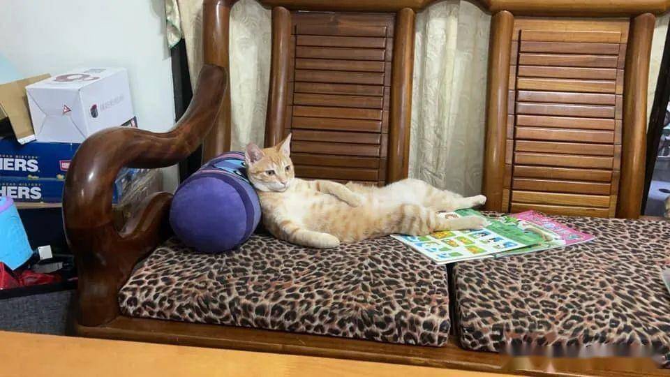 猫咪摊在沙发,手搭在大肚子上,戏精姿势笑喷!_电视_喵皇_东西