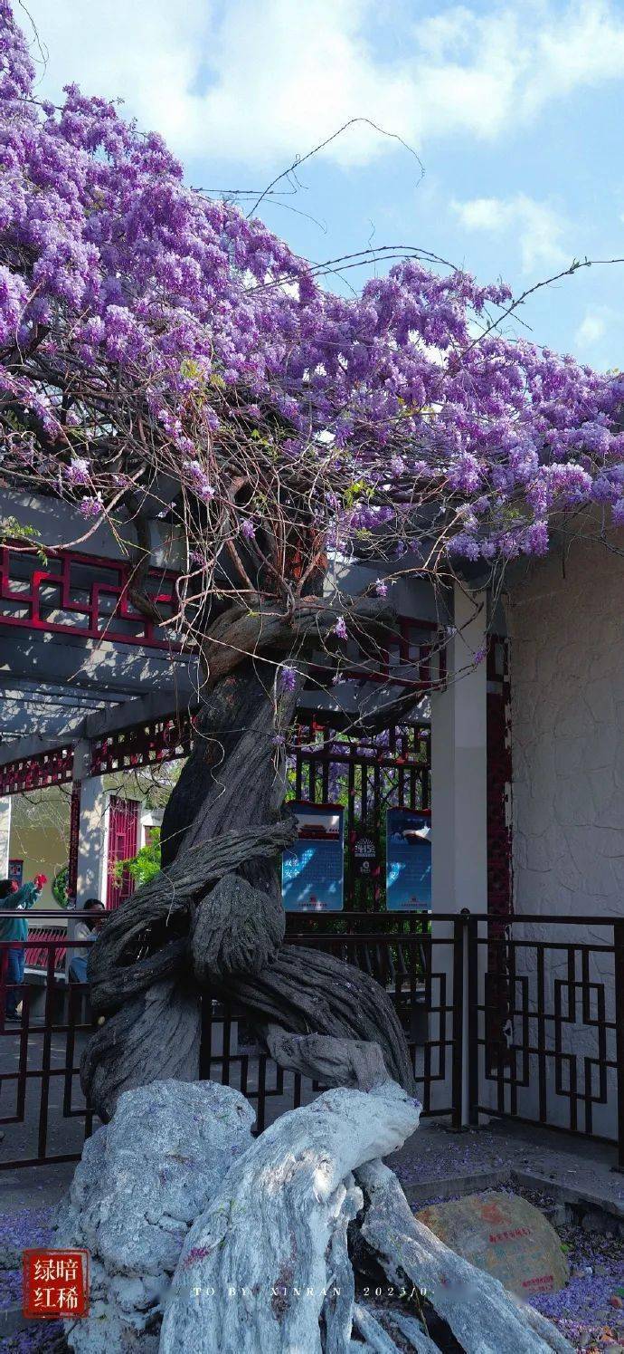 南京这棵600多岁的紫藤,开了!_郑和_门东_景区