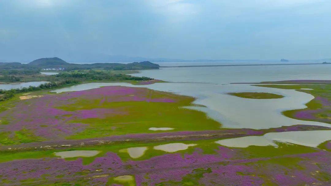 这场鄱阳湖花海盛景九江人千万别错过_江西_湿地_都昌