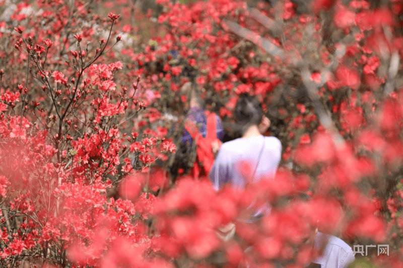 杜鹃花（杜鹃花图片） 第1张