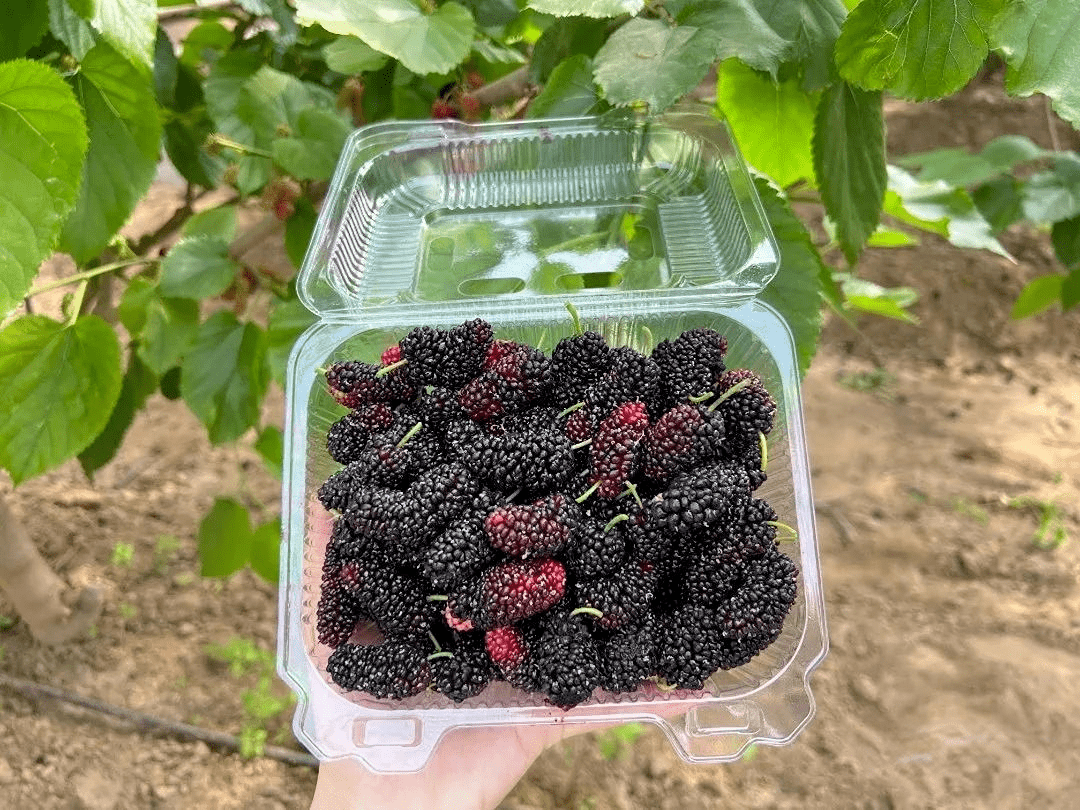 看大兴千年古桑如何焕发产业新机_安定镇_桑椹_桑树