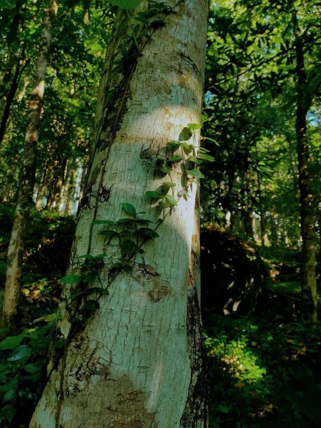 protecting forests地球之肺的秘密今日环保科普将带你了解森林那么