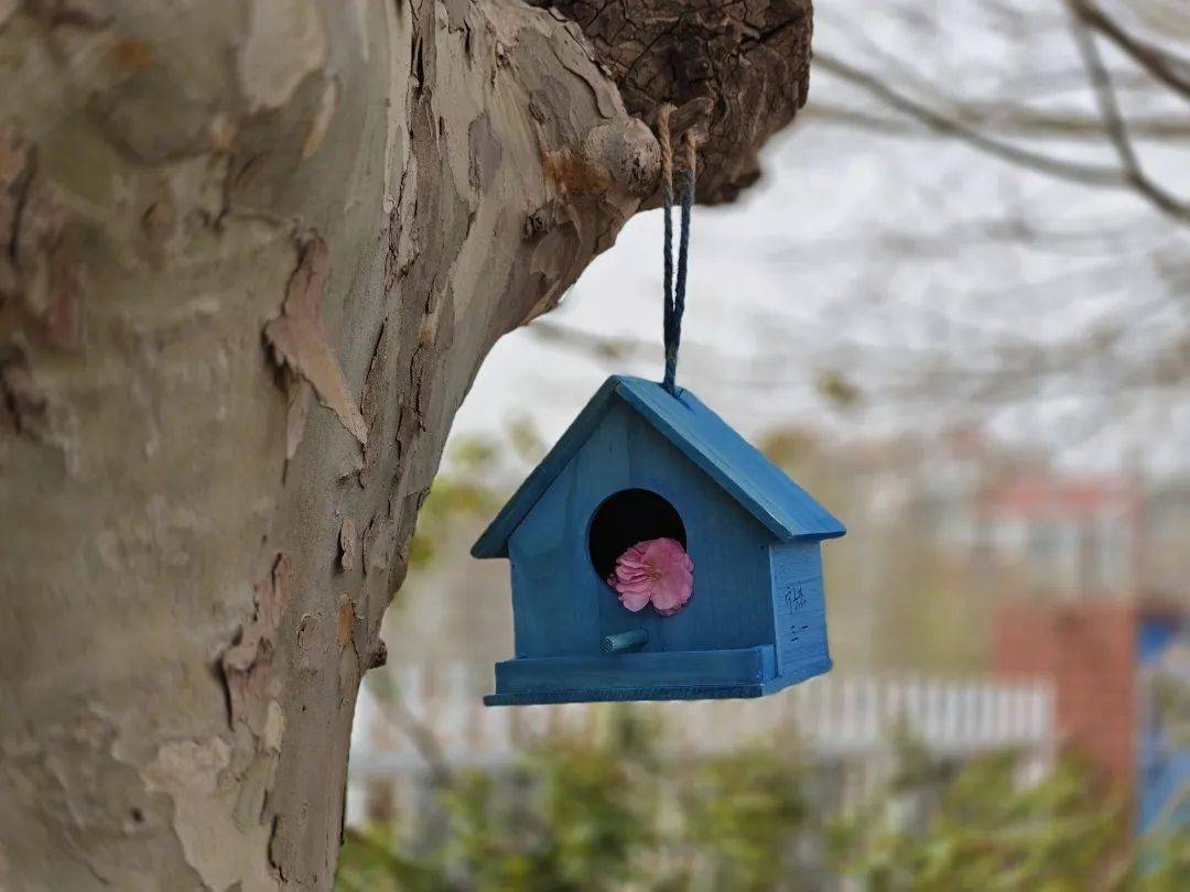 红岛街道中心小学环保鸟窝设计大赛圆满结束
