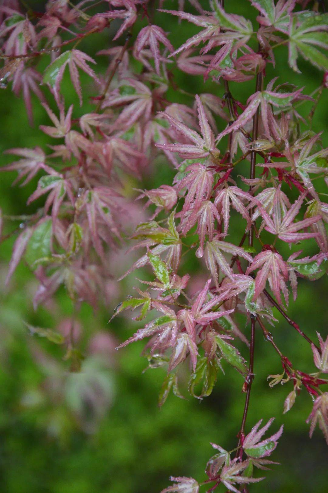 我在晓庐种枫树,一年更比一年美_青龙_时候_蝴蝶