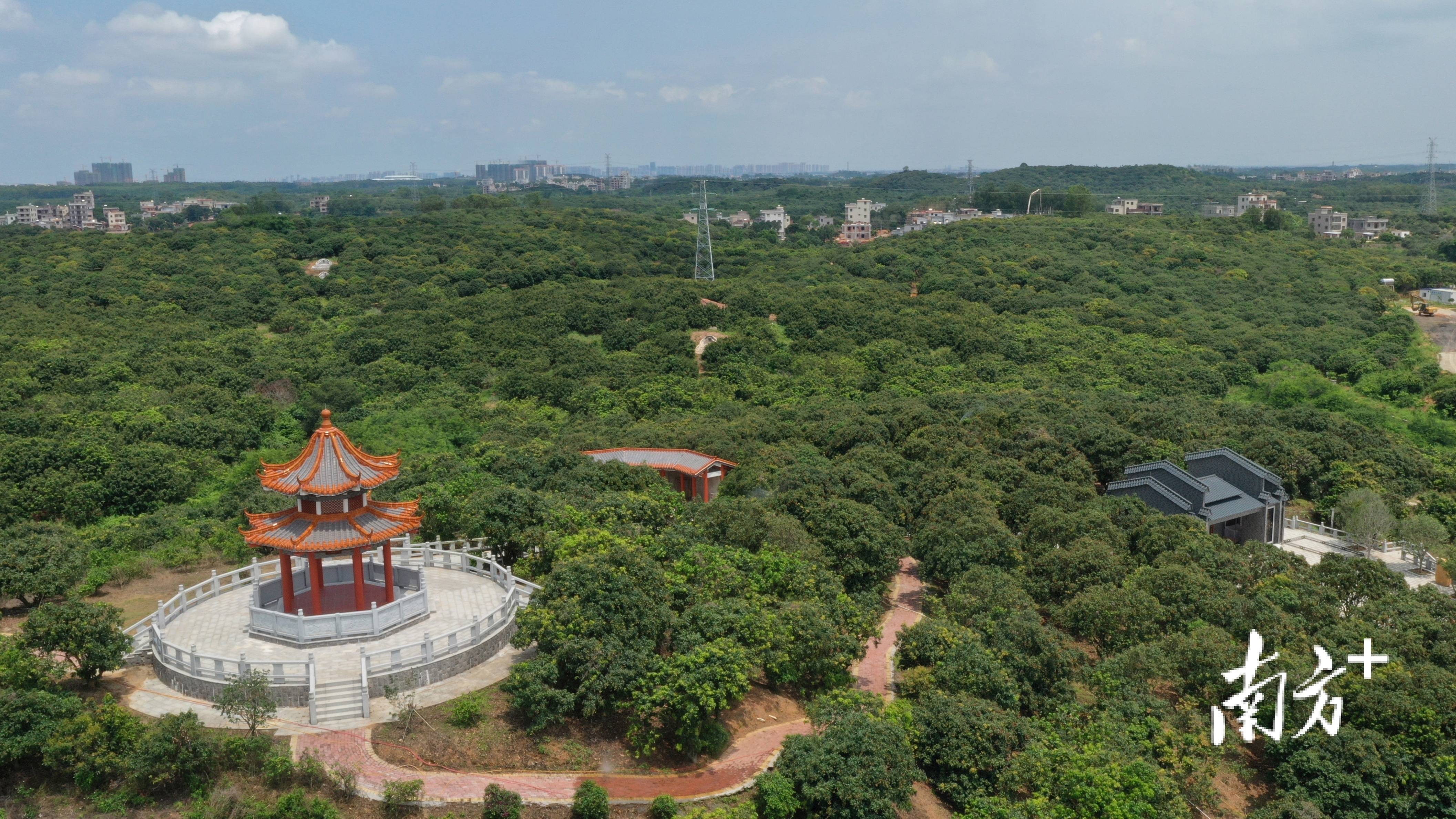 出口前瞻:一颗茂名荔枝如何走出国门?