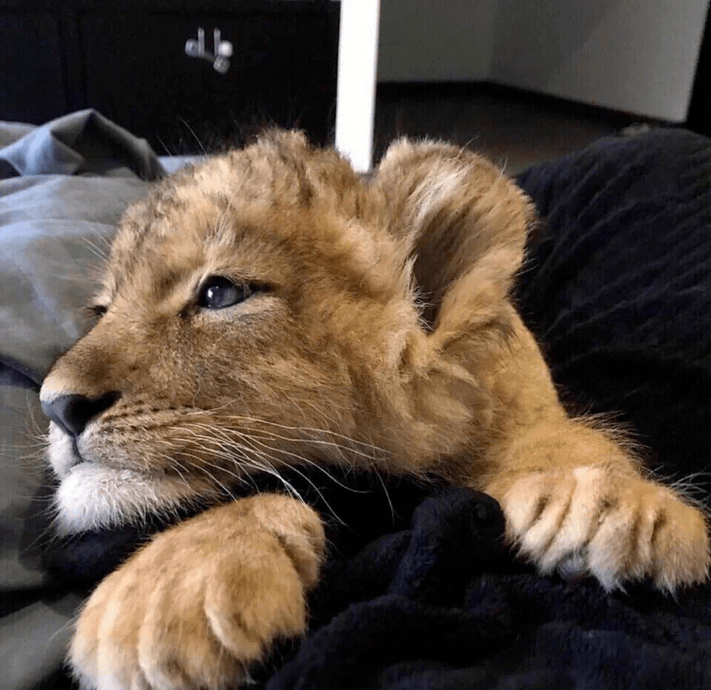 头像| 小众风格化头像