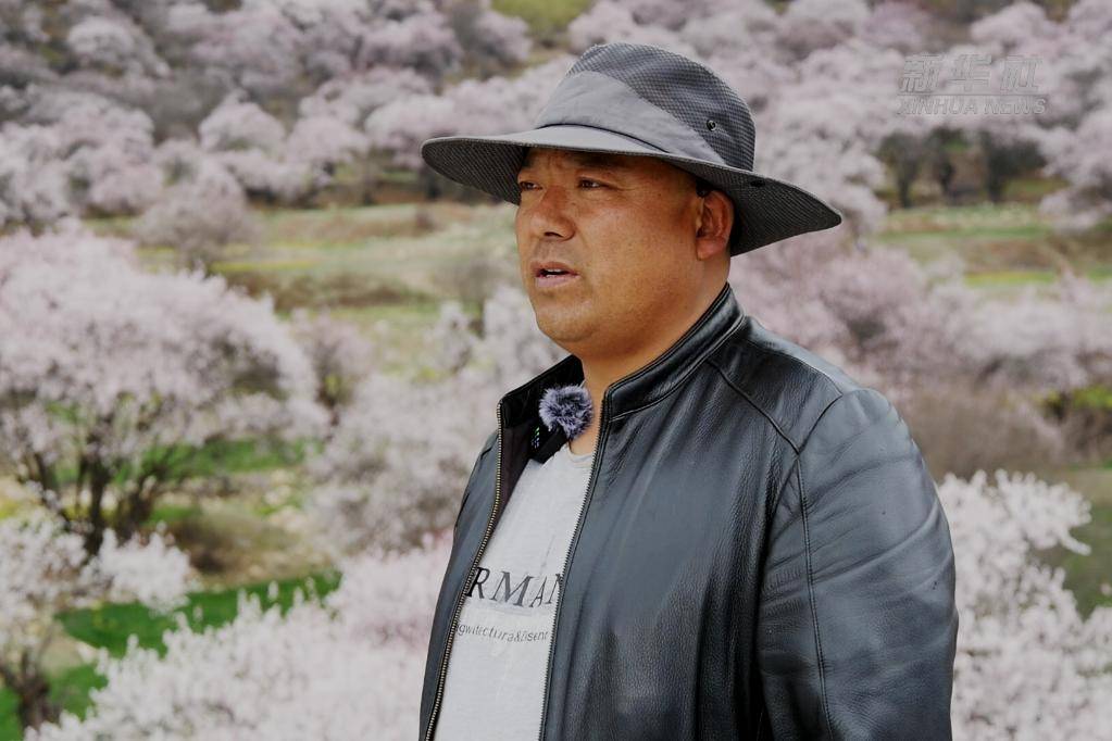 新华社记者聂毅摄普巴介绍,二十几年前林芝市全面禁伐,代之实施恢复