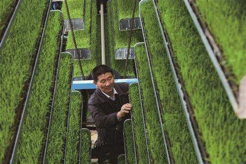 在河南省信阳市光山县罗陈乡张楼村青龙河合作社全自动智能化育秧工厂