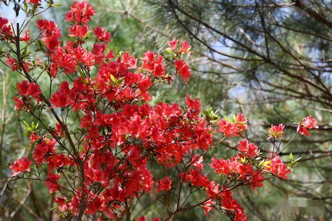 大湖杜鹃花海又红了!_岭头村_发展_游客