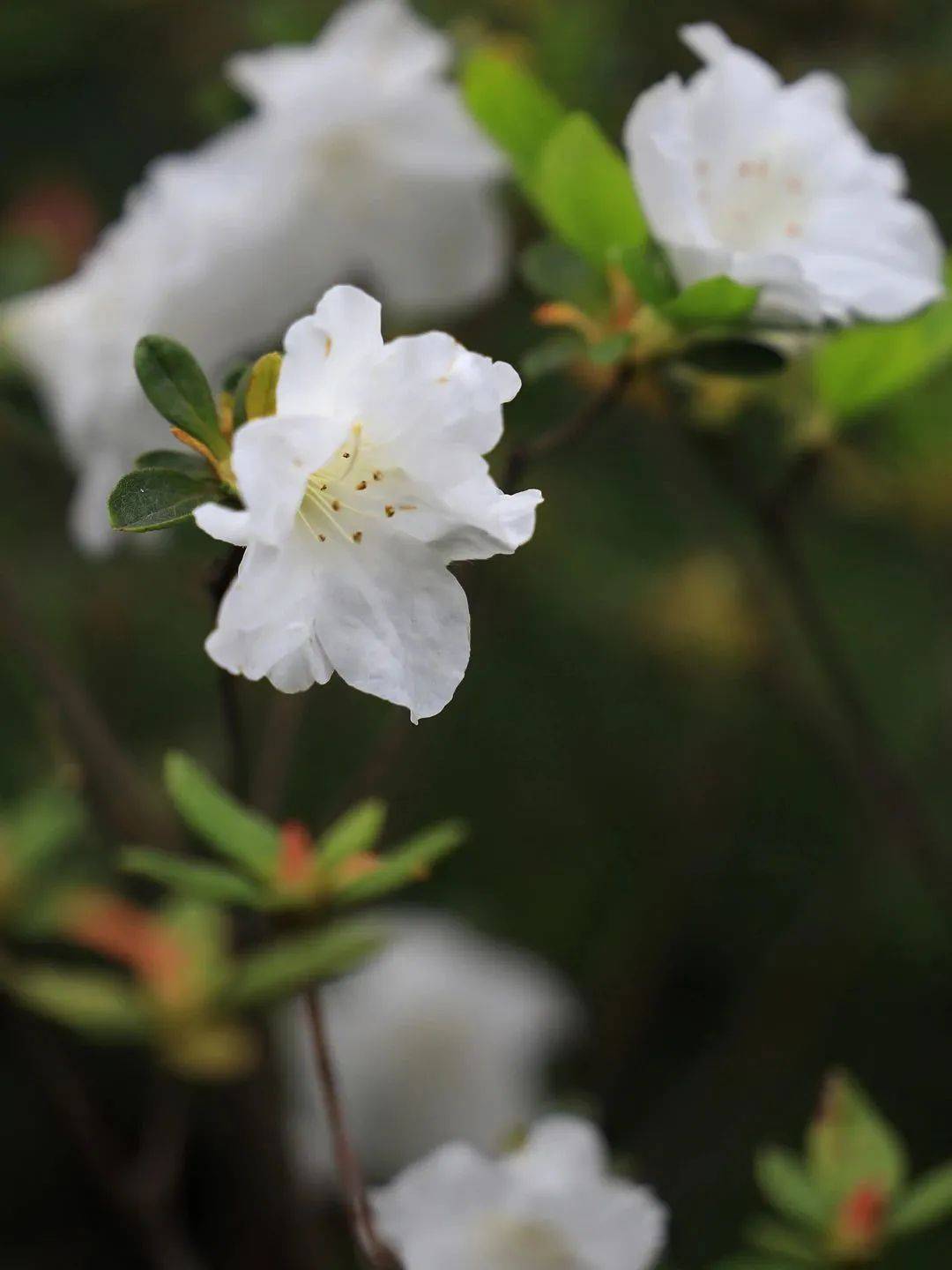 赏申城杜鹃花，四月春光正好！