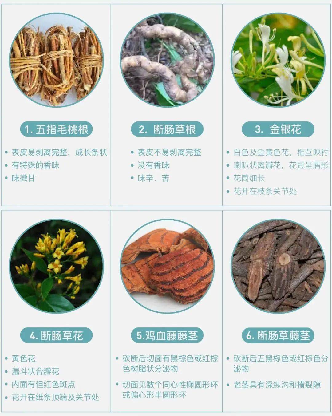 ""金锁匙"等因为其花,根茎的形状与一些常用药材为什么断肠草容易误食