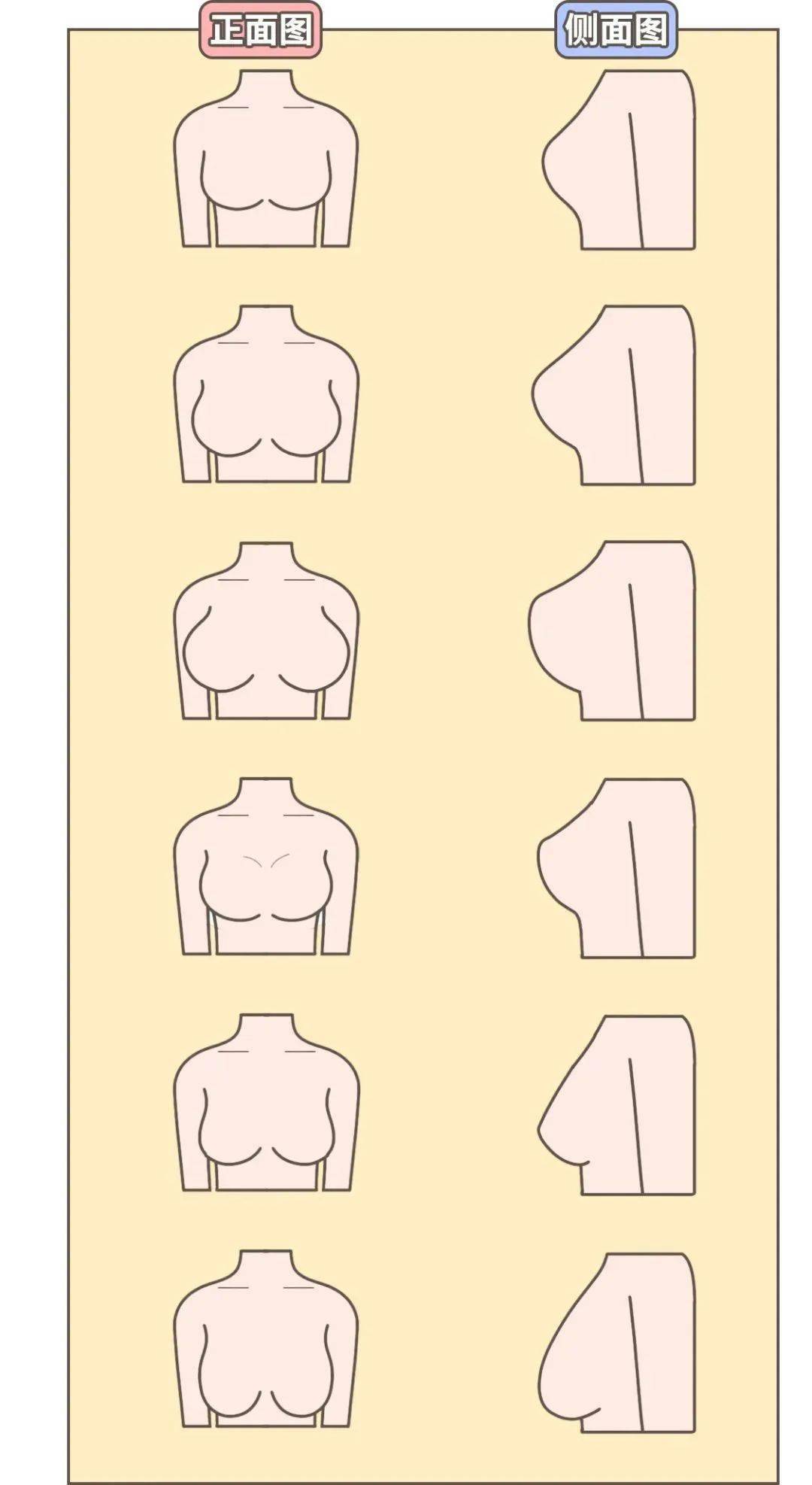 乳房正常形态女性图片