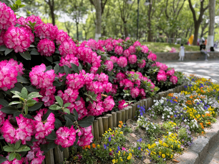 赏申城杜鹃花，四月春光正好！