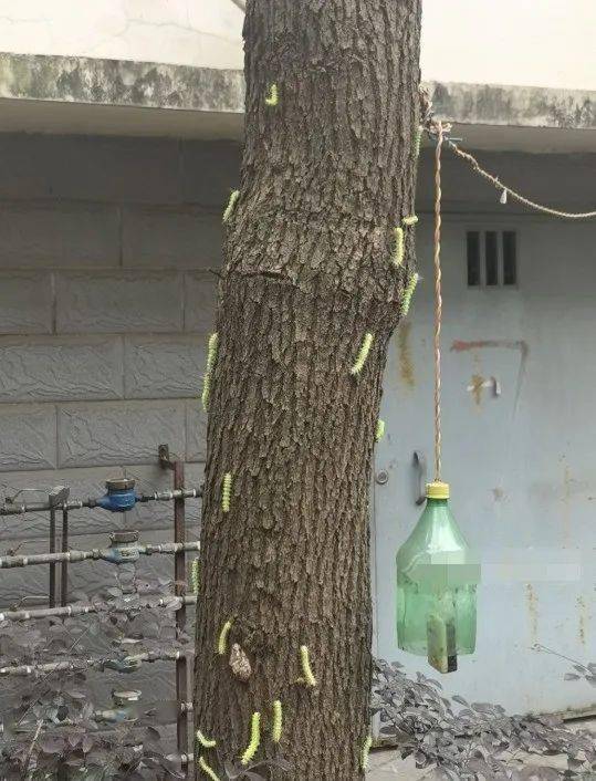 密密麻麻的毛毛虫,至少有50多只!